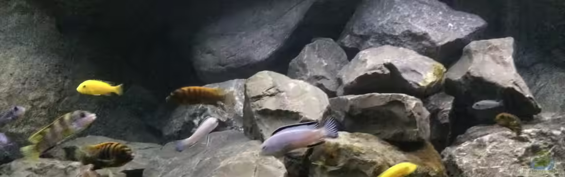 Betrieb 71336 Malawi von Tobias.Neher