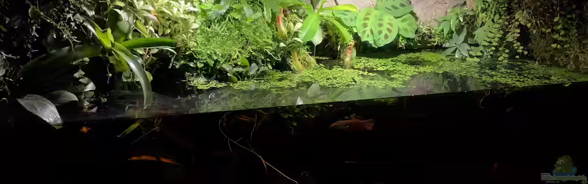 Betta Macrostoma „Paludarium“ von Jaenu00