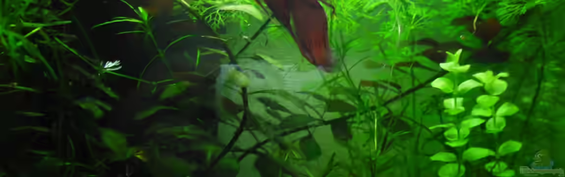 Betta Männchen -rot- 30liter von schwarzwald