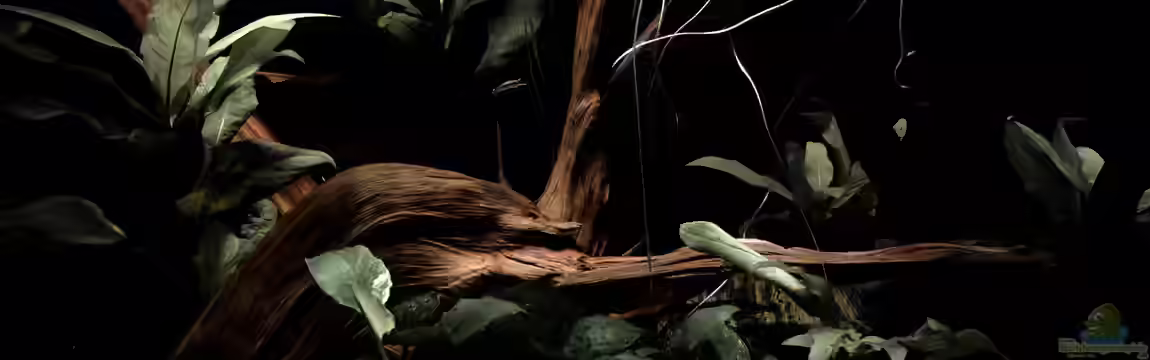 Betta Nature Tank von Niklas Kartzig