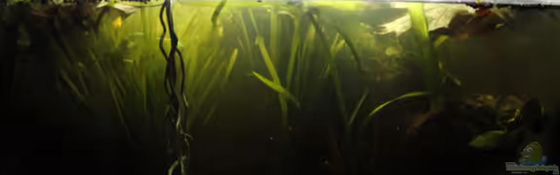 Betta Rutilans - Artenbecken von Orentia