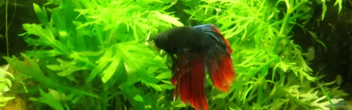 Betta splendens von Launebär