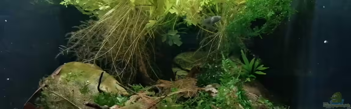 Bettatümpel von Fichte