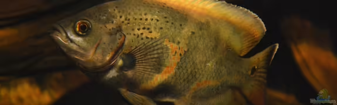 Big Buddies of South America (Nur noch Beispiel) von GGuardiaNN