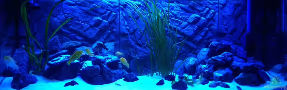 Billy's Tümpel von Ray