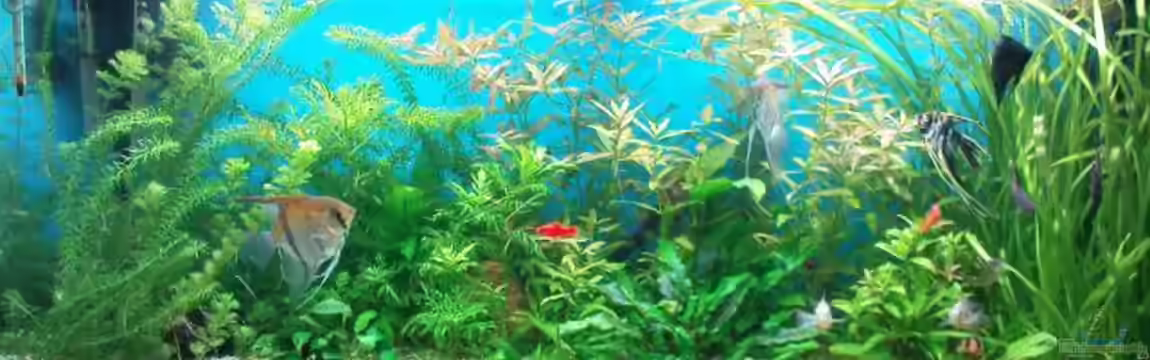 Biotop von Michael Köln