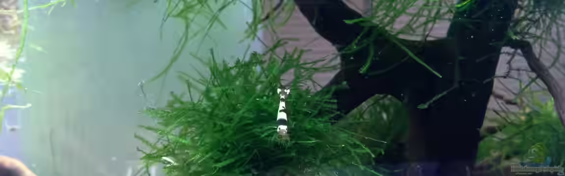 Black Bee von Olle696