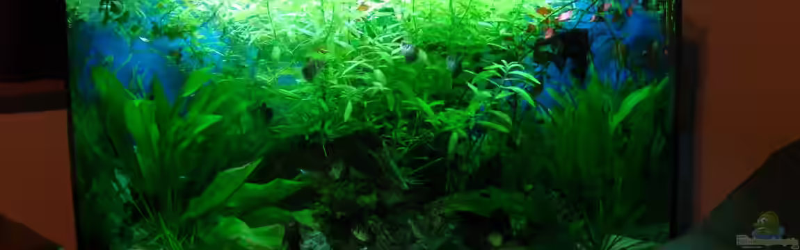 Black Forest von Malphite