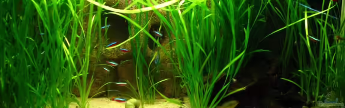 Blixas Becken von Blixa