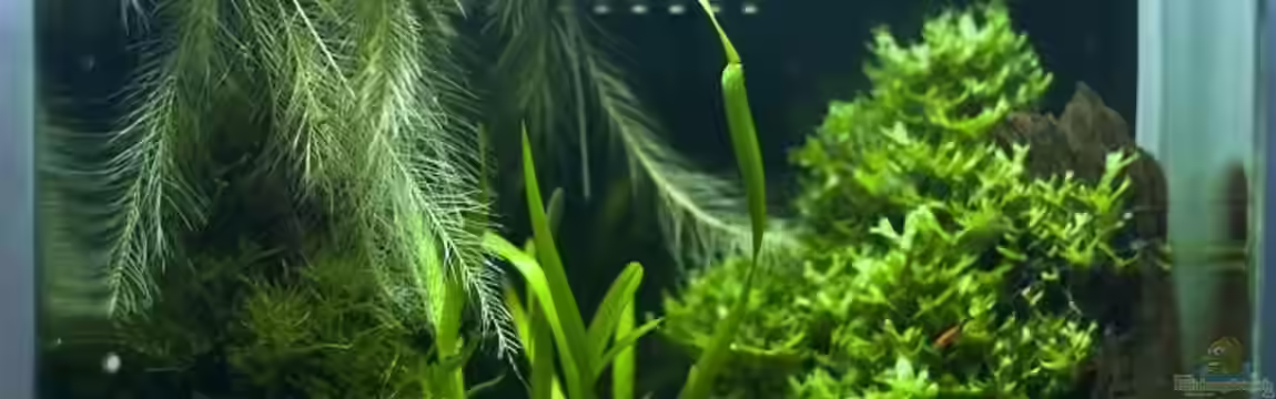 blubblub von Christoph