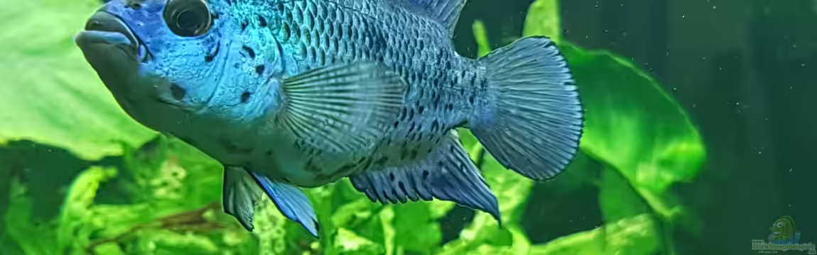 Blue Dempsey von Rabunz3l