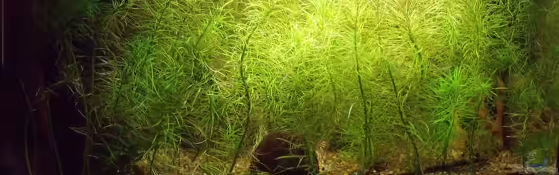 Blue Kafiman Biotope von Tamispapsi