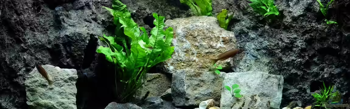 Blue Neon, Multi & Co. (2021 aufgelöst) von Harald Götz