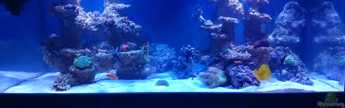 BlueReef von ~Elena~