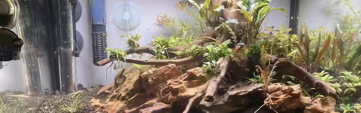 Blues Reich von Dennis Schönberg