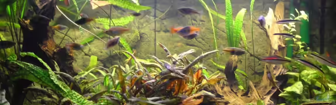 Boesi-Becken von Aquathor