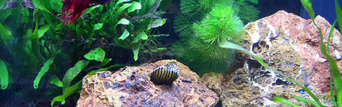 Bruce zum zweiten von Schratze