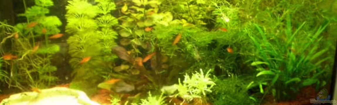 Bürobecken von Salmlerfreund