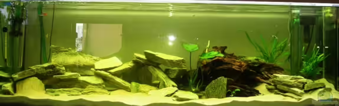 Buntbarsch von Sascha85