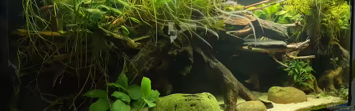 Buschfisch Bude von Snowman