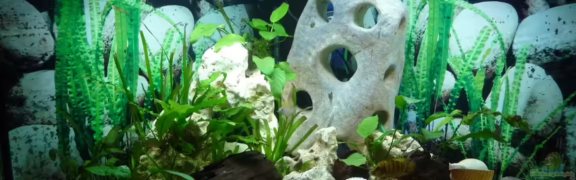 Caudopunc Home (aufgelöst) von Nordic