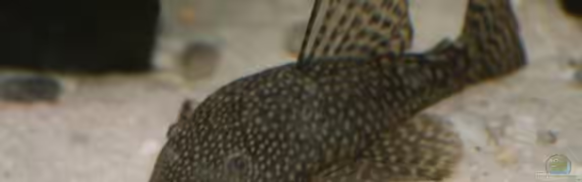 C&C das Erste von Sharkbait