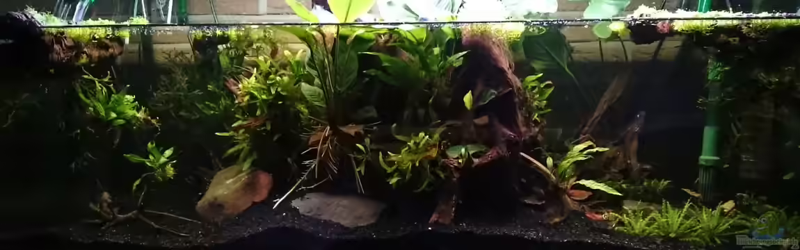 Channa Home (nur noch als Beispiel) von Rabunz3l