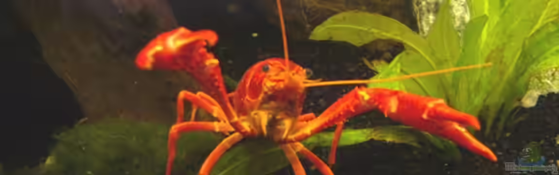 Clarkii - Rote Florida Sumpfkrebse von Kim