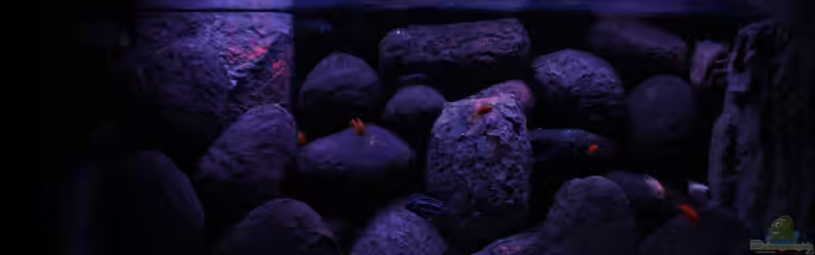 Concrete canyon for Mbuna von Werner Franz