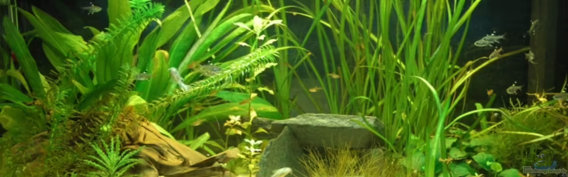 Corypool von Johannes B.