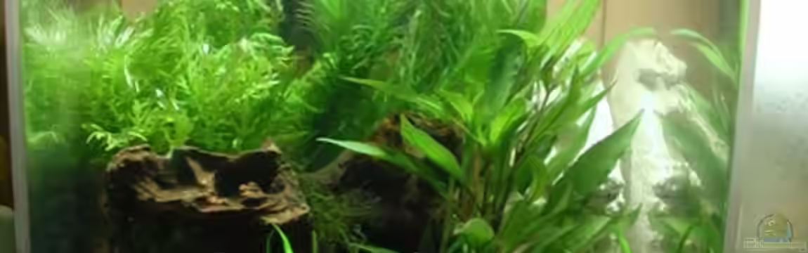 CPO becken von cuddles