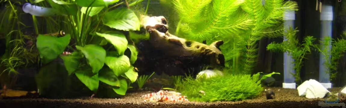 Crystal Red - Rote Bienengarnelen von Kim