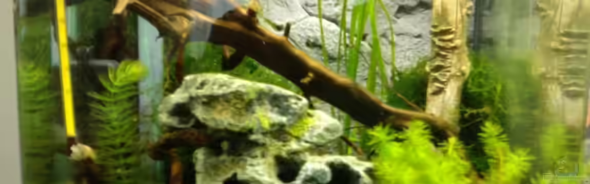 Crystal Red von wasserfloh