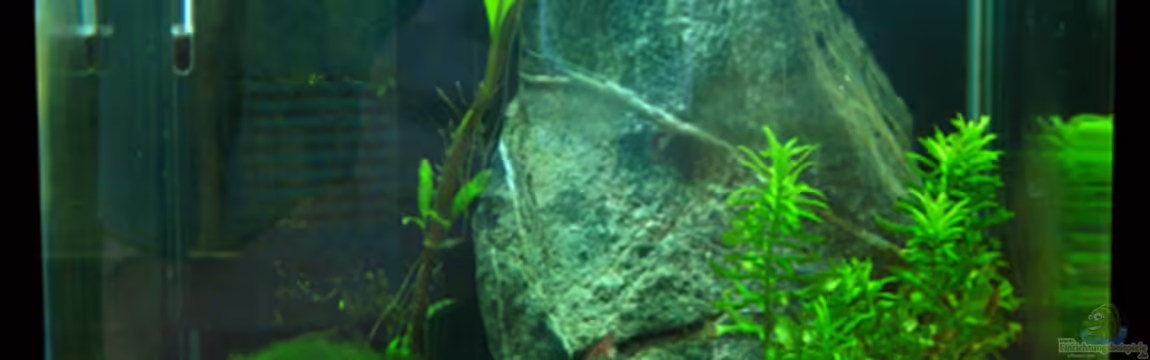 Cube 10l von schlagsahne