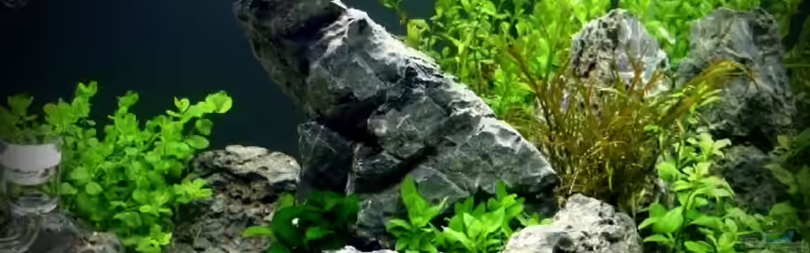 Cubus LX von Aquamaniac