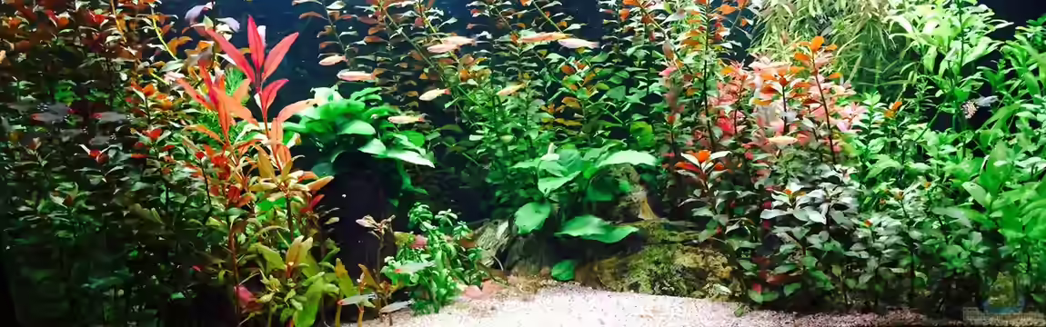 Danio- und Tetrabecken von Cookiemonster