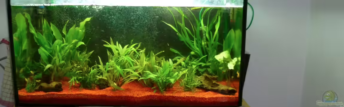 Dannys Aquarium von Danny Müller