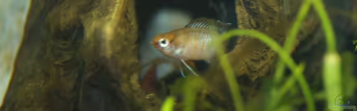 Darios World von Snubby