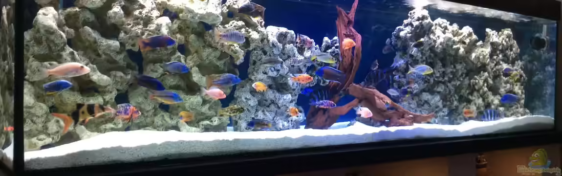 DARIUS von Garbas Darius