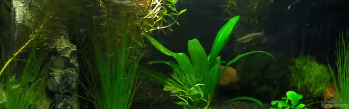 Das  Besatzvorschlagsbecken von Shart