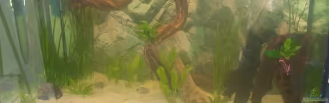 Das etwas andere Becken von Katharina Hellmuth