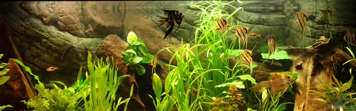 Das Flagschiff von schnapper