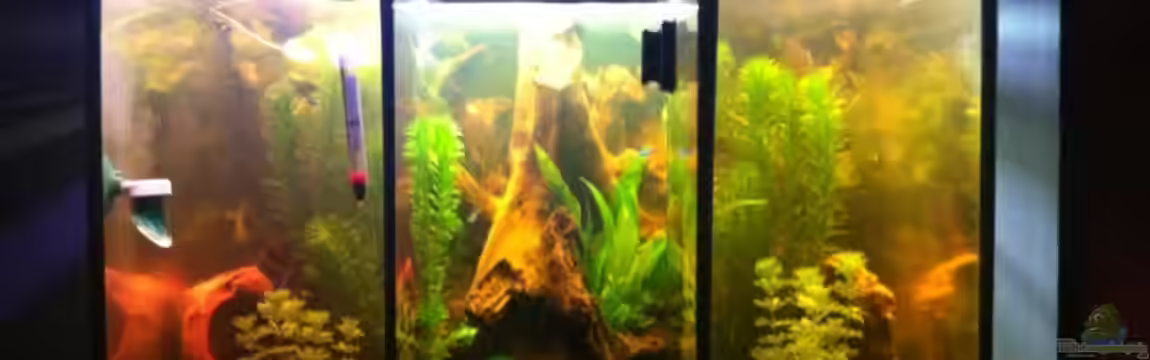 Das Hufeisen von GenesisEpoche