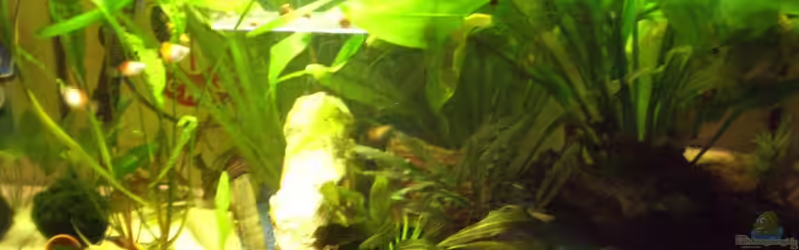 Das Koggenwasser von Max Utsch