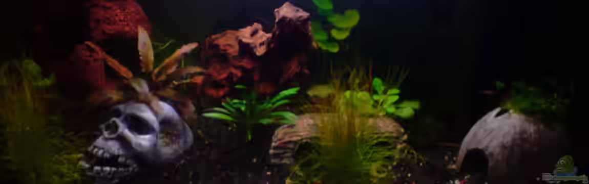 Dasy´s Neli-Becken 2 von Dasy