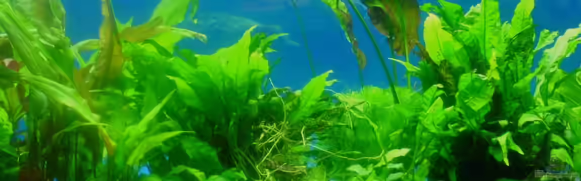 Deep Blue von Andres