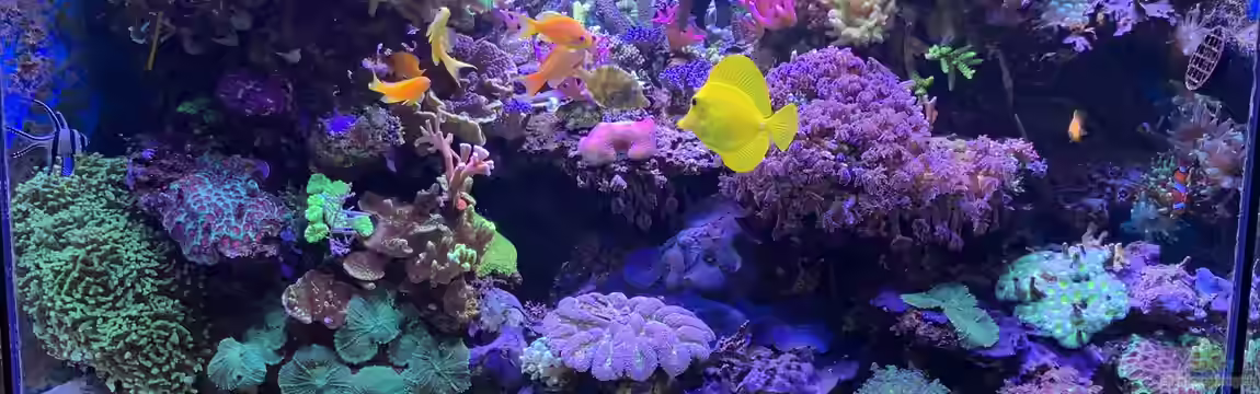 Delta-Becken von Andreas Stiller