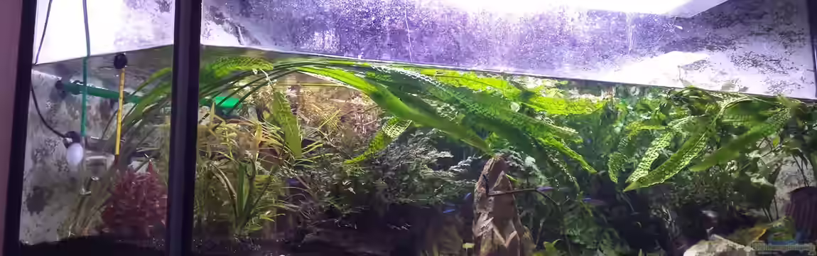 Deltabecken von genau so