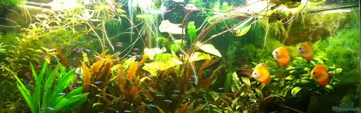 Deltabecken von Olli