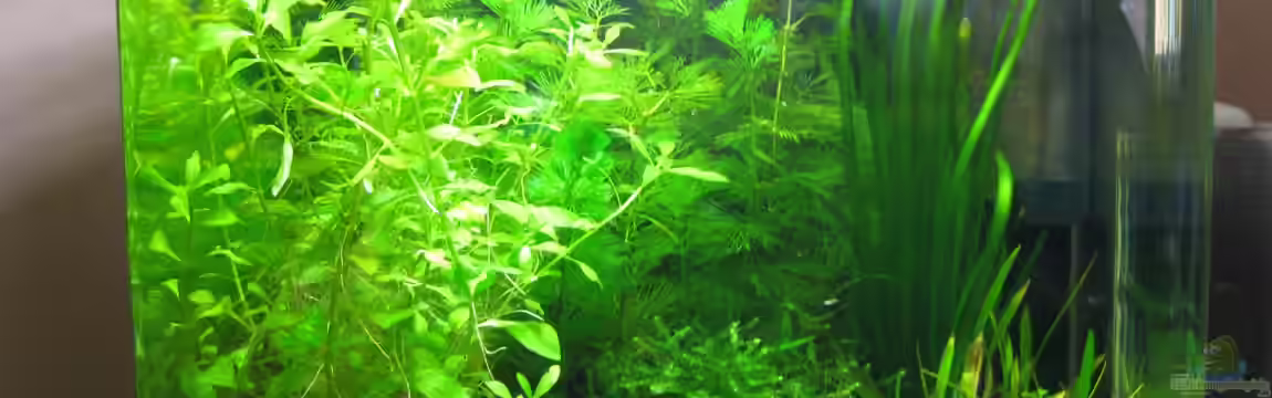 Dennerle 30l Nano Cube von Jens Nessenius